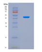 SDS-PAGE analysis of Human PRKDC (Dna-Dependent Protein Kinase Catalytic Subunit) - Recombinant Protein, showing >90% purity under 15% SDS-PAGE (Reduced)