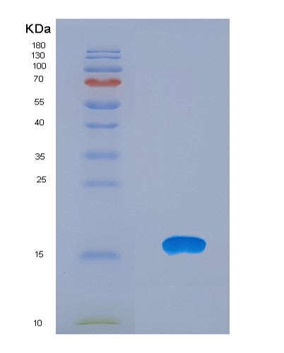 SDS-PAGE analysis of Human CXCL12 (Stromal Cell-Derived Factor 1) - Recombinant Protein, showing >90% purity under 15% SDS-PAGE (Reduced)
