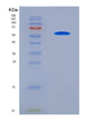 SDS-PAGE analysis of Human G3BP1 (Ras Gtpase-Activating Protein-Binding Protein 1) - Recombinant Protein, showing >90% purity under 15% SDS-PAGE (Reduced)