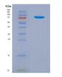 SDS-PAGE analysis of Mouse Pkm (Pyruvate Kinase Pkm) - Recombinant Protein, showing >90% purity under 15% SDS-PAGE (Reduced)