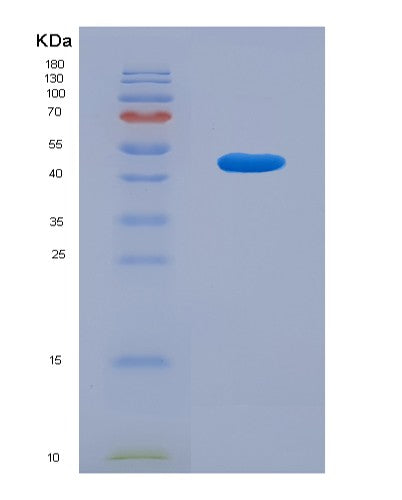 SDS-PAGE analysis of Human MAPT (Microtubule-Associated Protein Tau) - Recombinant Protein, showing >90% purity under 15% SDS-PAGE (Reduced)