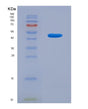 SDS-PAGE analysis of Human MAPT (Microtubule-Associated Protein Tau) - Recombinant Protein, showing >90% purity under 15% SDS-PAGE (Reduced)