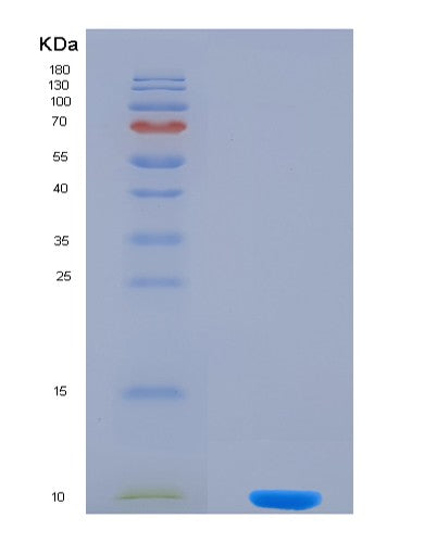SDS-PAGE analysis of Human APLN (Apelin) - Recombinant Protein, showing >90% purity under 15% SDS-PAGE (Reduced)