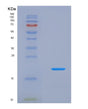 SDS-PAGE analysis of Human CRBN (Protein Cereblon) - Recombinant Protein, showing >90% purity under 15% SDS-PAGE (Reduced)