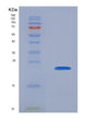 SDS-PAGE analysis of Human CALM3 (Calmodulin-3) - Recombinant Protein, showing >90% purity under 15% SDS-PAGE (Reduced)