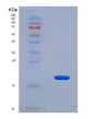 SDS-PAGE analysis of Human PLP2 (Proteolipid Protein 2) - Recombinant Protein, showing >90% purity under 15% SDS-PAGE (Reduced)