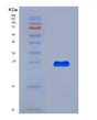 SDS-PAGE analysis of Human SEC23A (Protein Transport Protein Sec23A) - Recombinant Protein, showing >90% purity under 15% SDS-PAGE (Reduced)