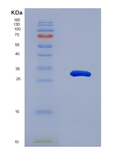 SDS-PAGE analysis of Human ERP29 (Endoplasmic Reticulum Resident Protein 29) - Recombinant Protein, showing >90% purity under 15% SDS-PAGE (Reduced)