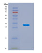 SDS-PAGE analysis of Human CCDC81 (Coiled-Coil Domain-Containing Protein 81) - Recombinant Protein, showing >90% purity under 15% SDS-PAGE (Reduced)
