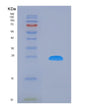 SDS-PAGE analysis of Human MLLT10 (Protein Af-10) - Recombinant Protein, showing >90% purity under 15% SDS-PAGE (Reduced)