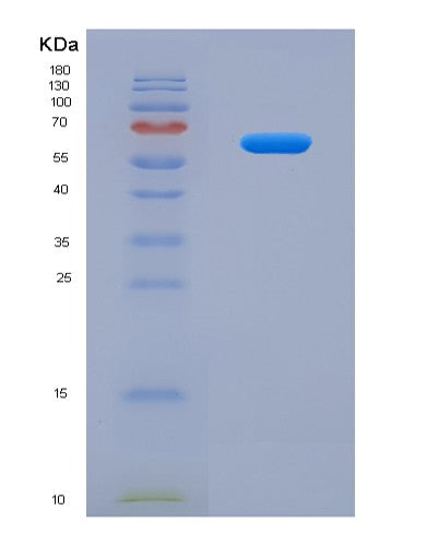 SDS-PAGE analysis of Mouse Smox (Spermine Oxidase) - Recombinant Protein, showing >90% purity under 15% SDS-PAGE (Reduced)