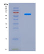 SDS-PAGE analysis of Mouse Smox (Spermine Oxidase) - Recombinant Protein, showing >90% purity under 15% SDS-PAGE (Reduced)