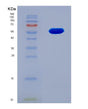 SDS-PAGE analysis of Human CDK12 (Cyclin-Dependent Kinase 12) - Recombinant Protein, showing >90% purity under 15% SDS-PAGE (Reduced)
