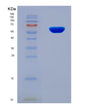 SDS-PAGE analysis of Human CDK13 (Cyclin-Dependent Kinase 13) - Recombinant Protein, showing >90% purity under 15% SDS-PAGE (Reduced)