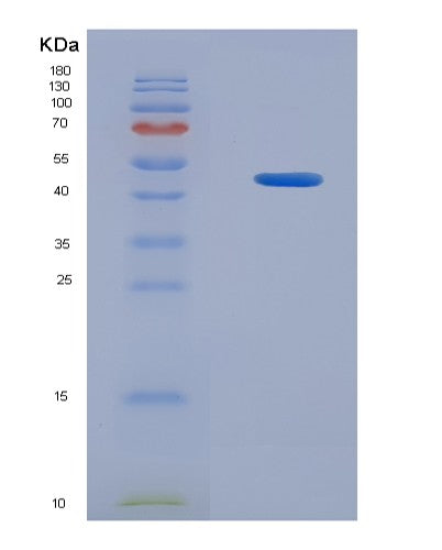SDS-PAGE analysis of Mouse Atf3 (Cyclic Amp-Dependent Transcription Factor Atf-3) - Recombinant Protein, showing >90% purity under 15% SDS-PAGE (Reduced)