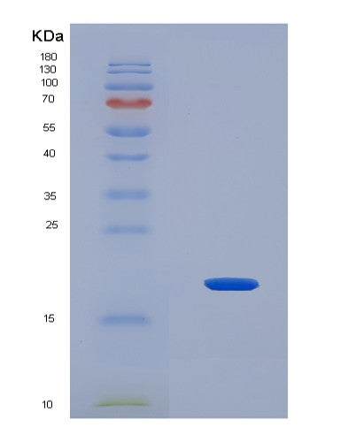 SDS-PAGE analysis of Mouse Hmgn2 (Non-Histone Chromosomal Protein Hmg-17) - Recombinant Protein, showing >90% purity under 15% SDS-PAGE (Reduced)