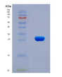 SDS-PAGE analysis of Human CCR1 (C-C Chemokine Receptor Type 1) - Recombinant Protein, showing >90% purity under 15% SDS-PAGE (Reduced)