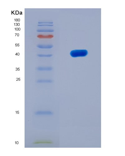 SDS-PAGE analysis of Mouse Obp2a (Odorant-Binding Protein 2A) - Recombinant Protein, showing >90% purity under 15% SDS-PAGE (Reduced)