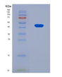 SDS-PAGE analysis of Human SERPINA4 (Kallistatin) - Recombinant Protein, showing >90% purity under 15% SDS-PAGE (Reduced)