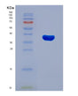 SDS-PAGE analysis of Human RNF126 (E3 Ubiquitin-Protein Ligase Rnf126) - Recombinant Protein, showing >90% purity under 15% SDS-PAGE (Reduced)