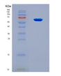 SDS-PAGE analysis of Human CDK1 (Cyclin-Dependent Kinase 1) - Recombinant Protein, showing >90% purity under 15% SDS-PAGE (Reduced)