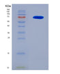 SDS-PAGE analysis of Human CCNB1 (G2/Mitotic-Specific Cyclin-B1) - Recombinant Protein, showing >90% purity under 15% SDS-PAGE (Reduced)