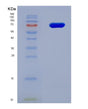SDS-PAGE analysis of Human USP5 (Ubiquitin Carboxyl-Terminal Hydrolase 5) - Recombinant Protein, showing >90% purity under 15% SDS-PAGE (Reduced)