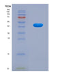 SDS-PAGE analysis of Human CAD (Multifunctional Protein Cad) - Recombinant Protein, showing >90% purity under 15% SDS-PAGE (Reduced)