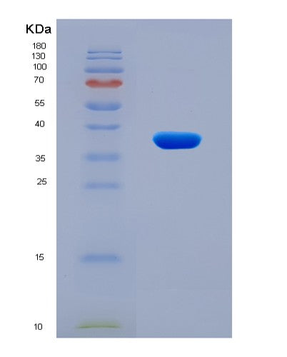 SDS-PAGE analysis of Mouse Cd44 (Cd44 Antigen) - Recombinant Protein, showing >90% purity under 15% SDS-PAGE (Reduced)