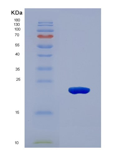 SDS-PAGE analysis of Mouse Hvcn1 (Voltage-Gated Hydrogen Channel 1) - Recombinant Protein, showing >90% purity under 15% SDS-PAGE (Reduced)