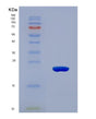 SDS-PAGE analysis of Mouse Hvcn1 (Voltage-Gated Hydrogen Channel 1) - Recombinant Protein, showing >90% purity under 15% SDS-PAGE (Reduced)