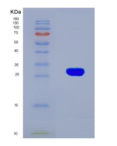 SDS-PAGE analysis of Mouse Hvcn1 (Voltage-Gated Hydrogen Channel 1) - Recombinant Protein, showing >90% purity under 15% SDS-PAGE (Reduced)