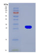 SDS-PAGE analysis of Mouse Hvcn1 (Voltage-Gated Hydrogen Channel 1) - Recombinant Protein, showing >90% purity under 15% SDS-PAGE (Reduced)