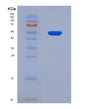 SDS-PAGE analysis of Human KLK6 (Kallikrein-6) - Recombinant Protein, showing >90% purity under 15% SDS-PAGE (Reduced)