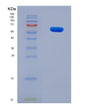 SDS-PAGE analysis of Human LGI4 (Leucine-Rich Repeat Lgi Family Member 4) - Recombinant Protein, showing >90% purity under 15% SDS-PAGE (Reduced)