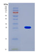 SDS-PAGE analysis of Human CTH (Cystathionine Gamma-Lyase) - Recombinant Protein, showing >90% purity under 15% SDS-PAGE (Reduced)