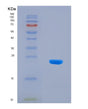 SDS-PAGE analysis of Human RPP25 (Ribonuclease P Protein Subunit P25) - Recombinant Protein, showing >90% purity under 15% SDS-PAGE (Reduced)