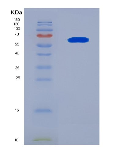 SDS-PAGE analysis of Human SAE1 (Sumo-Activating Enzyme Subunit 1) - Recombinant Protein, showing >90% purity under 15% SDS-PAGE (Reduced)