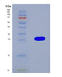 SDS-PAGE analysis of Human DDAH2 (Putative Hydrolase Ddah2) - Recombinant Protein, showing >90% purity under 15% SDS-PAGE (Reduced)
