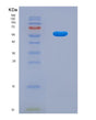 SDS-PAGE analysis of Mouse Prss8 (Prostasin) - Recombinant Protein, showing >90% purity under 15% SDS-PAGE (Reduced)