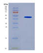 SDS-PAGE analysis of Human MVD (Diphosphomevalonate Decarboxylase) - Recombinant Protein, showing >90% purity under 15% SDS-PAGE (Reduced)