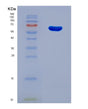 SDS-PAGE analysis of Human FTO (Alpha-Ketoglutarate-Dependent Dioxygenase Fto) - Recombinant Protein, showing >90% purity under 15% SDS-PAGE (Reduced)