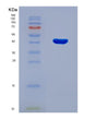 SDS-PAGE analysis of Mouse Saa2 (Serum Amyloid A-2 Protein) - Recombinant Protein, showing >90% purity under 15% SDS-PAGE (Reduced)