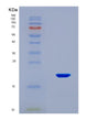 SDS-PAGE analysis of Human PDGFA (Platelet-Derived Growth Factor Subunit A) - Recombinant Protein, showing >90% purity under 15% SDS-PAGE (Reduced)