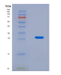 SDS-PAGE analysis of Human TNFRSF10A (Tumor Necrosis Factor Receptor Superfamily Member 10A) - Recombinant Protein, showing >90% purity under 15% SDS-PAGE (Reduced)