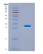 SDS-PAGE analysis of Human DNASE1 (Deoxyribonuclease-1) - Recombinant Protein, showing >90% purity under 15% SDS-PAGE (Reduced)