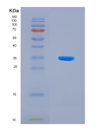 SDS-PAGE analysis of Mouse Spp1 (Osteopontin) - Recombinant Protein, showing >90% purity under 15% SDS-PAGE (Reduced)