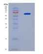 SDS-PAGE analysis of Mouse Gck (Hexokinase-4) - Recombinant Protein, showing >90% purity under 15% SDS-PAGE (Reduced)