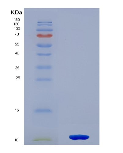 SDS-PAGE analysis of Mouse Hspa8 (Heat Shock Cognate 71 Kda Protein) - Recombinant Protein, showing >90% purity under 15% SDS-PAGE (Reduced)