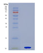 SDS-PAGE analysis of Mouse Hspa8 (Heat Shock Cognate 71 Kda Protein) - Recombinant Protein, showing >90% purity under 15% SDS-PAGE (Reduced)